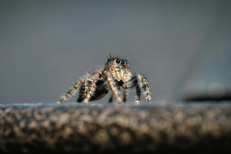 what do jumping spiders eat