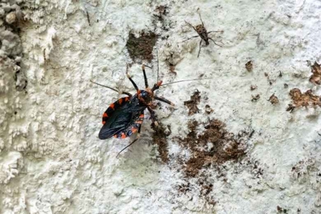 what do kissing bugs eat