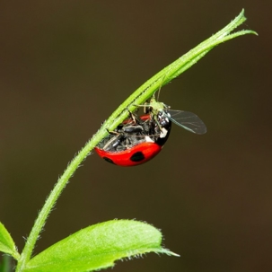what do ladybugs eat
