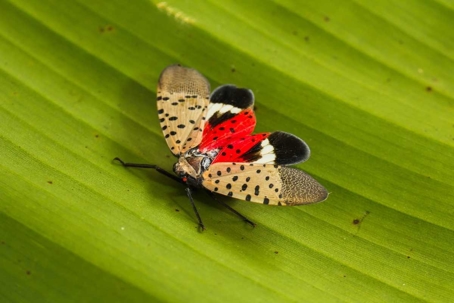what do lanternflies eat