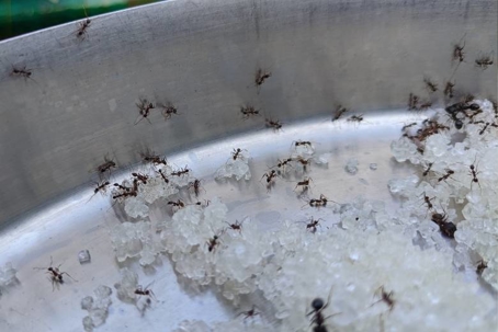 what do little black ants eat