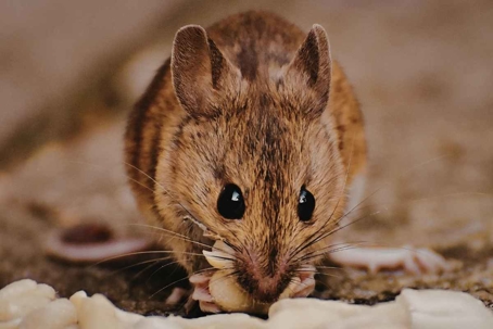 what do mice eat