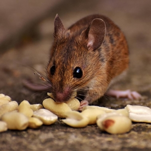 what do mice look like