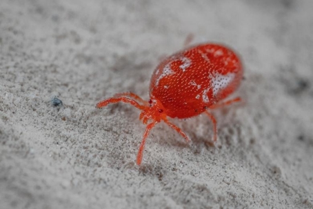 what do mites look like
