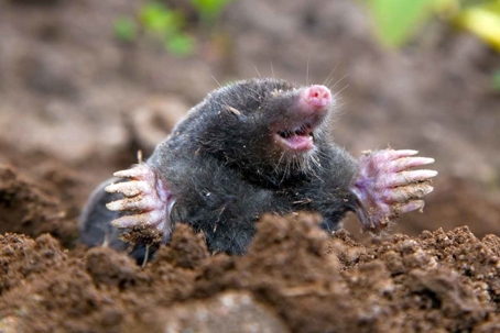 what do moles eat