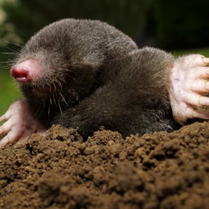 what do moles look like
