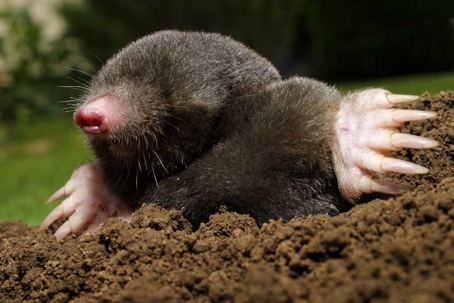 what do moles look like