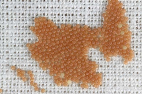 what do moth eggs look like