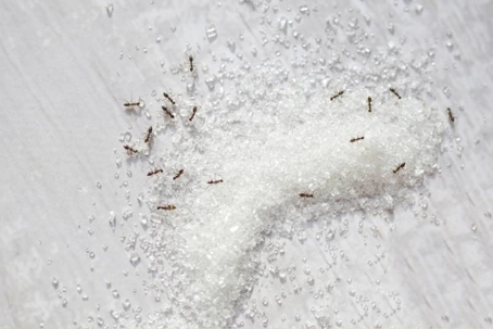 what do odorous house ants eat