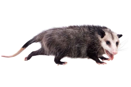 what do opossum droppings look like