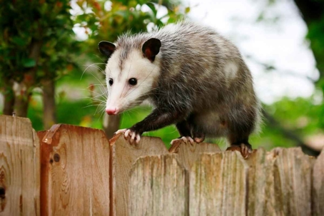 what do opossums eat