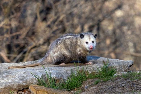 what do opossums eat