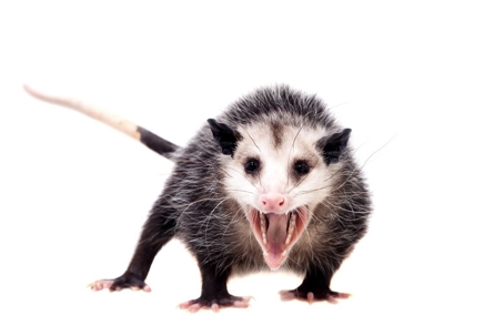what do opossums look like