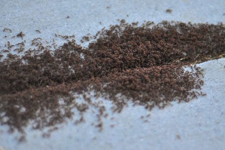what do pavement ants eat