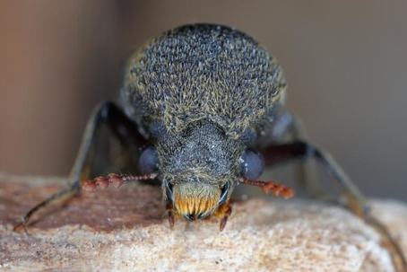 what do powderpost beetles eat