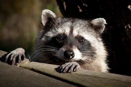 what do raccoons look like