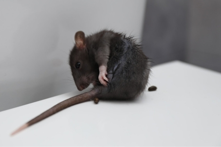 what do rat droppings look like