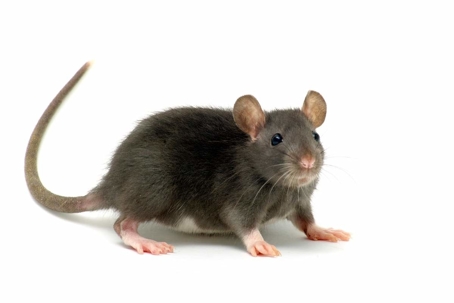 what do rats look like