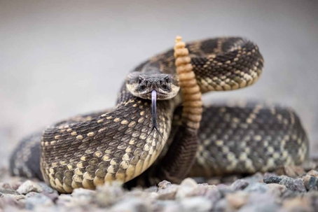 what do rattlesnakes look like