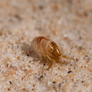 what do sand fleas look like