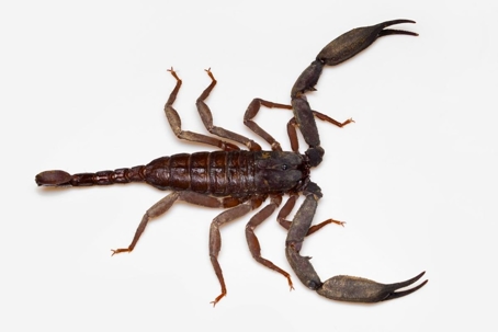 what do scorpions eat