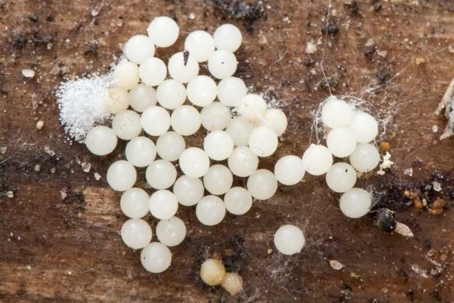 what do snail eggs look like