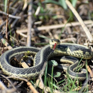 what do snake droppings look like