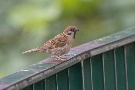 what do sparrows eat