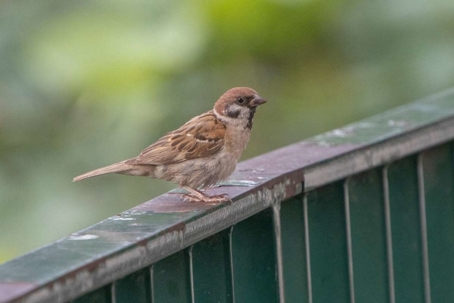 what do sparrows look like