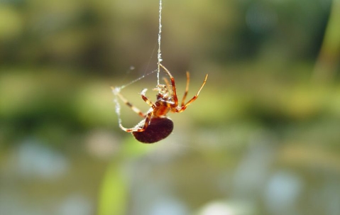 what do spiders eat