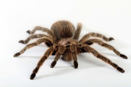 what do tarantula spiders eat
