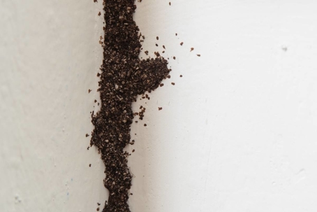 what do termite droppings look like