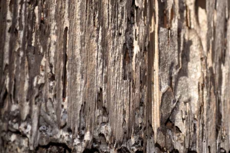 what do termites eat