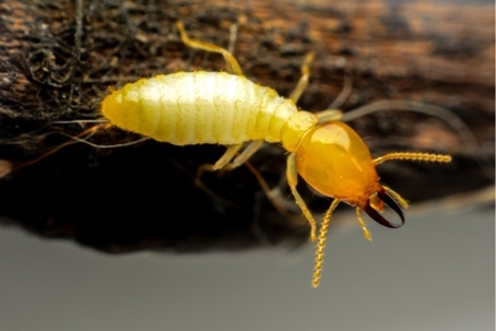 what do termites look like