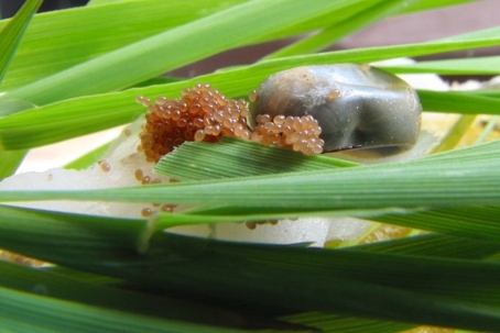 what do tick eggs look like