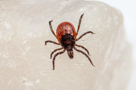 what do ticks look like