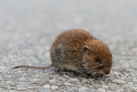 what do voles look like
