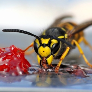 what do wasps eat