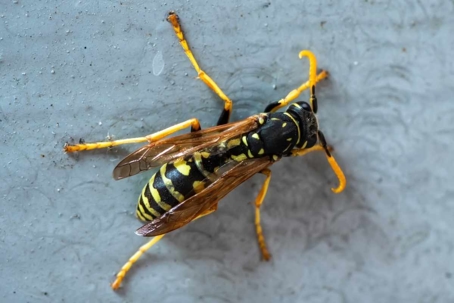 what do wasps look like