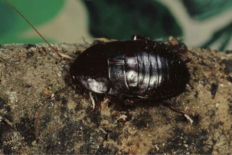 what do water bugs look like