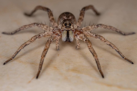 what do wolf spiders eat
