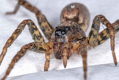 what do wolf spiders look like