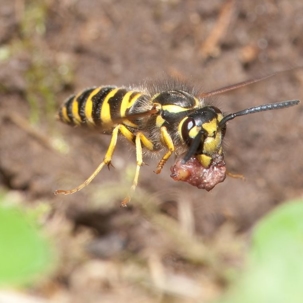 what do yellowjackets look like