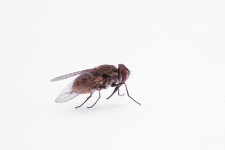 what is the lifespan of a fly
