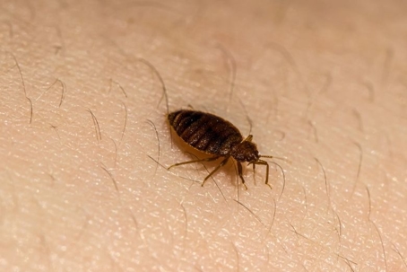 what kills bed bugs instantly