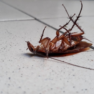 what kills cockroaches instantly