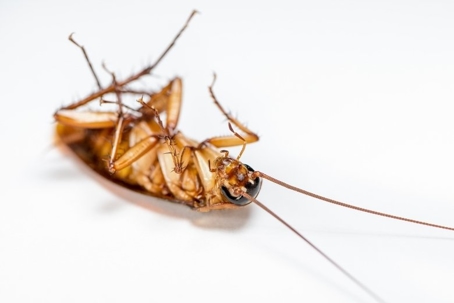 what kills cockroaches instantly