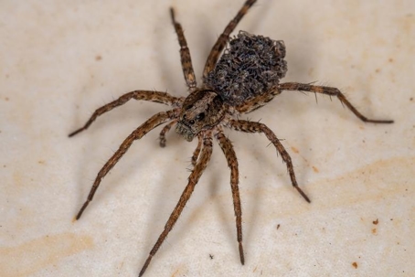 what kills spiders instantly