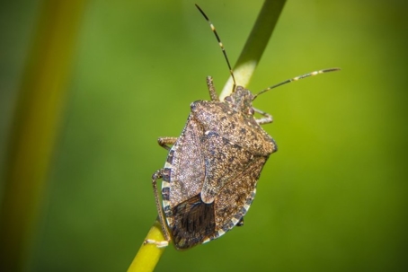 where do stink bugs come from