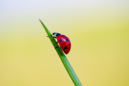 why are there so many ladybugs outside my house